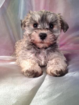 Female Schnoodle puppies for sale at purebredpups ready for Christmas 2013 -Professional Schnoodle Breeders since 1994